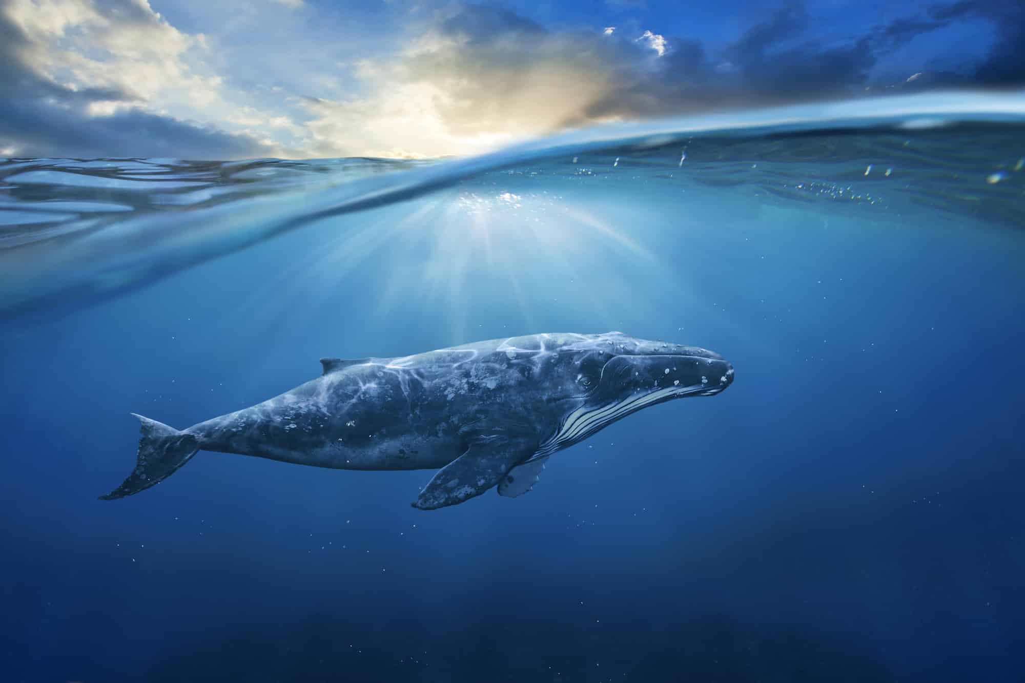 Grauwale im Einfluss der Sonnenaktivität